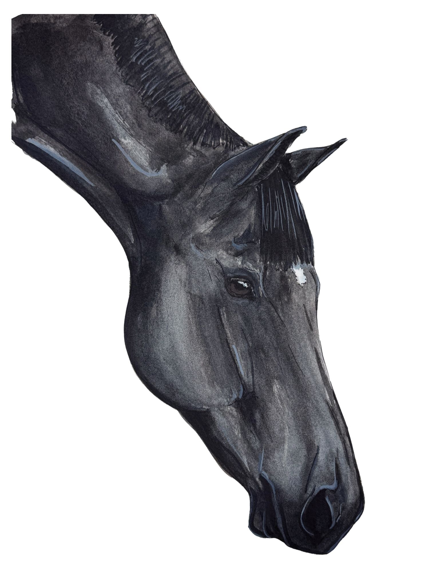 black horse