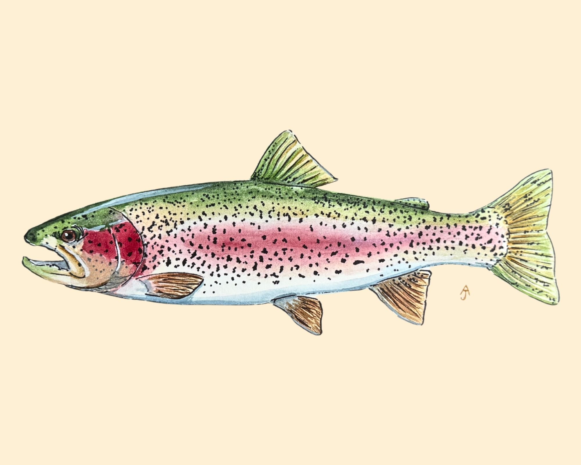 Rainbow Trout Print